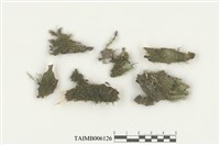 藏品(羽苔屬)的圖片